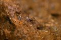 Leptoneta sp.